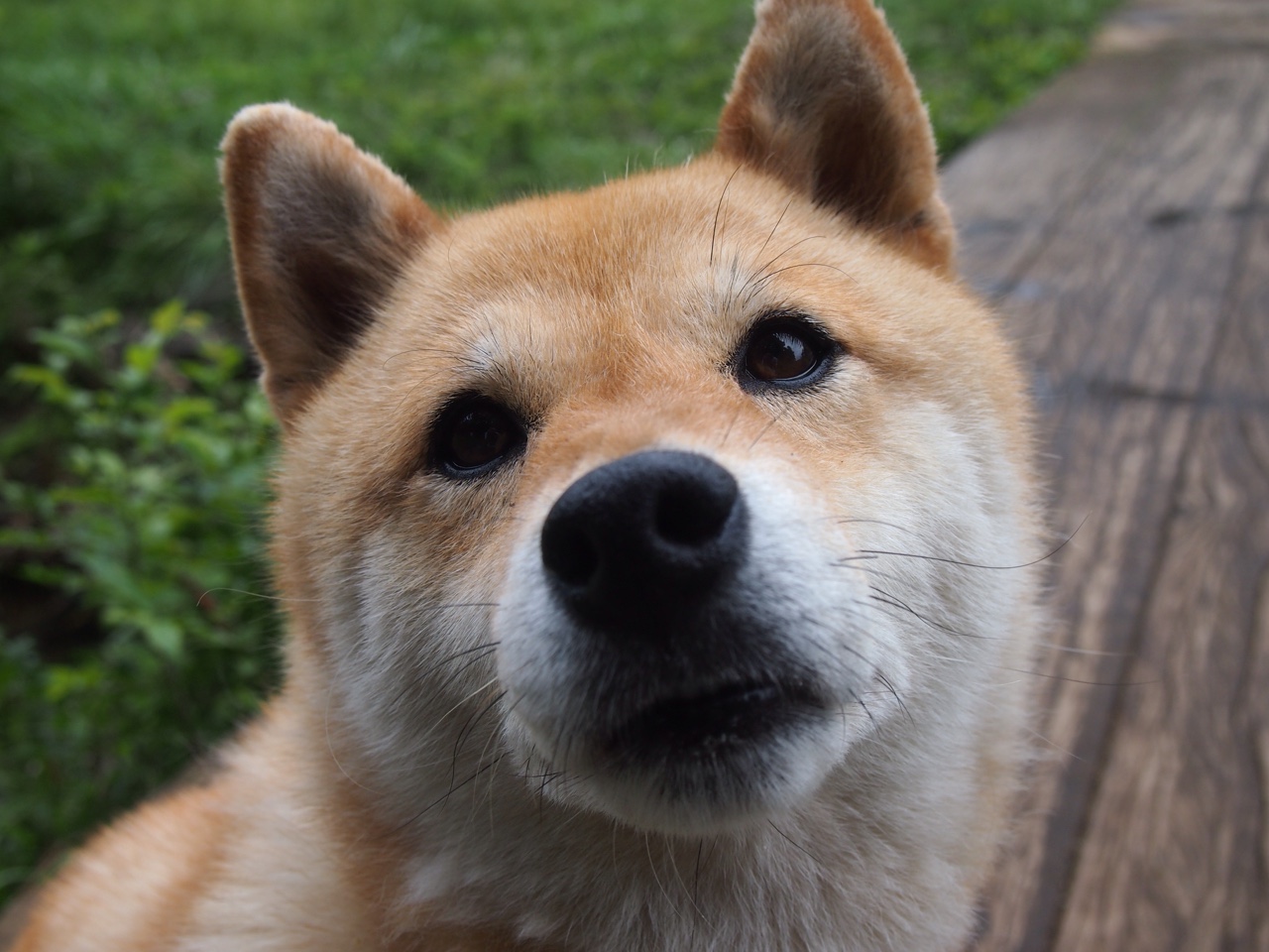 双重维度下的解码，德约科维奇的唯一性，如何于戴维斯杯与联合杯中炼成关键制胜