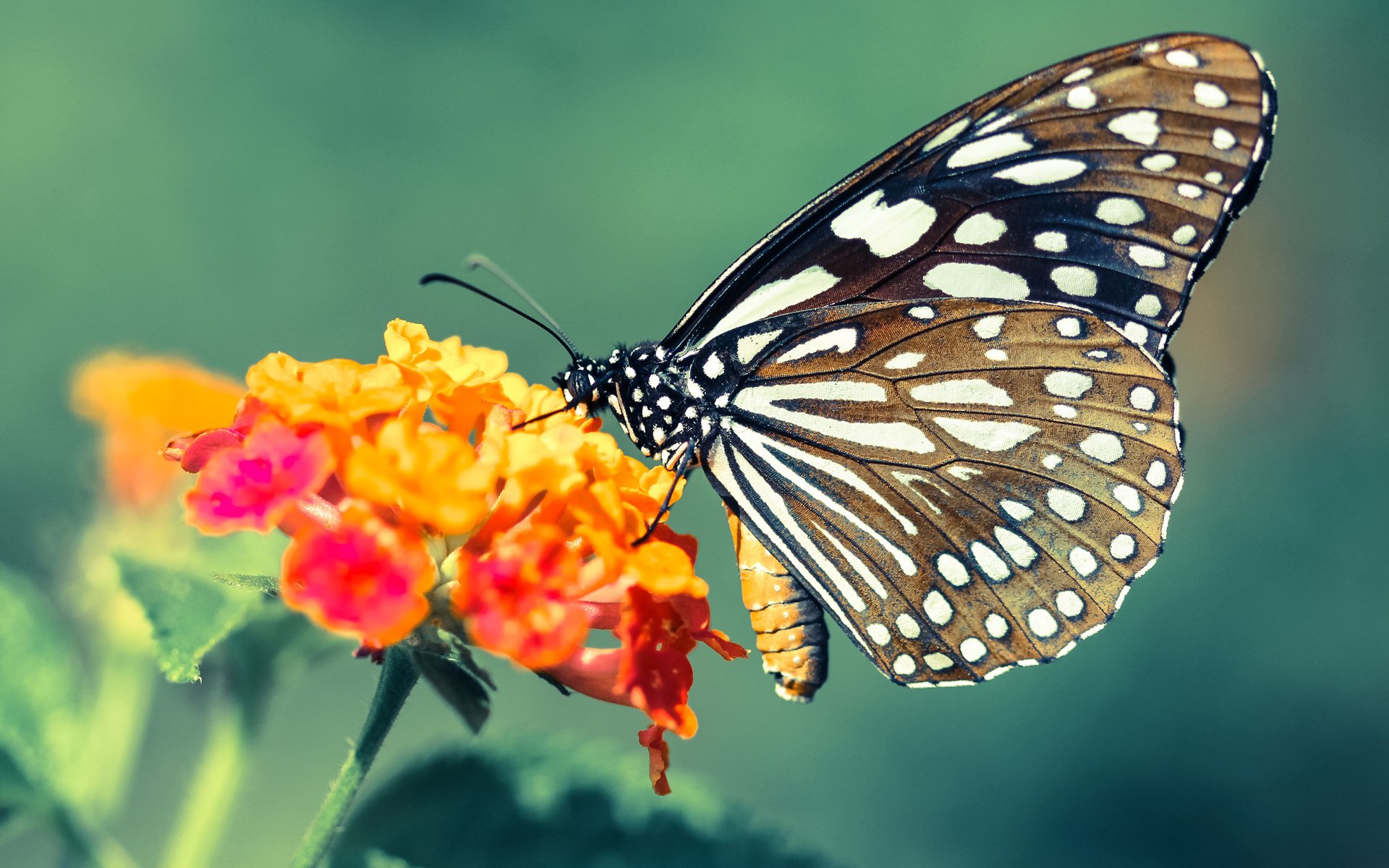 双重点燃,当塞恩斯超越的不只是对手,更是绝望
