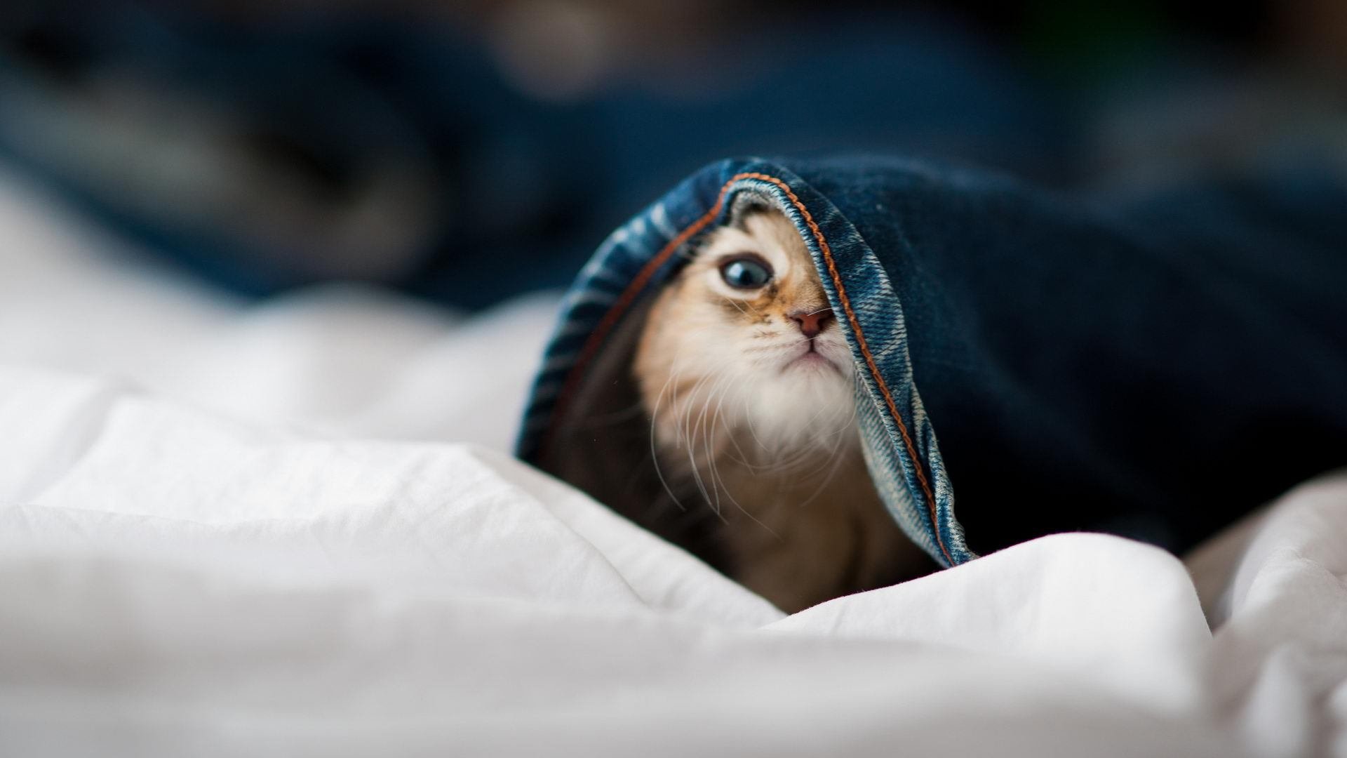 平行突破，从法兰西球场到羽球之巅的破壁者