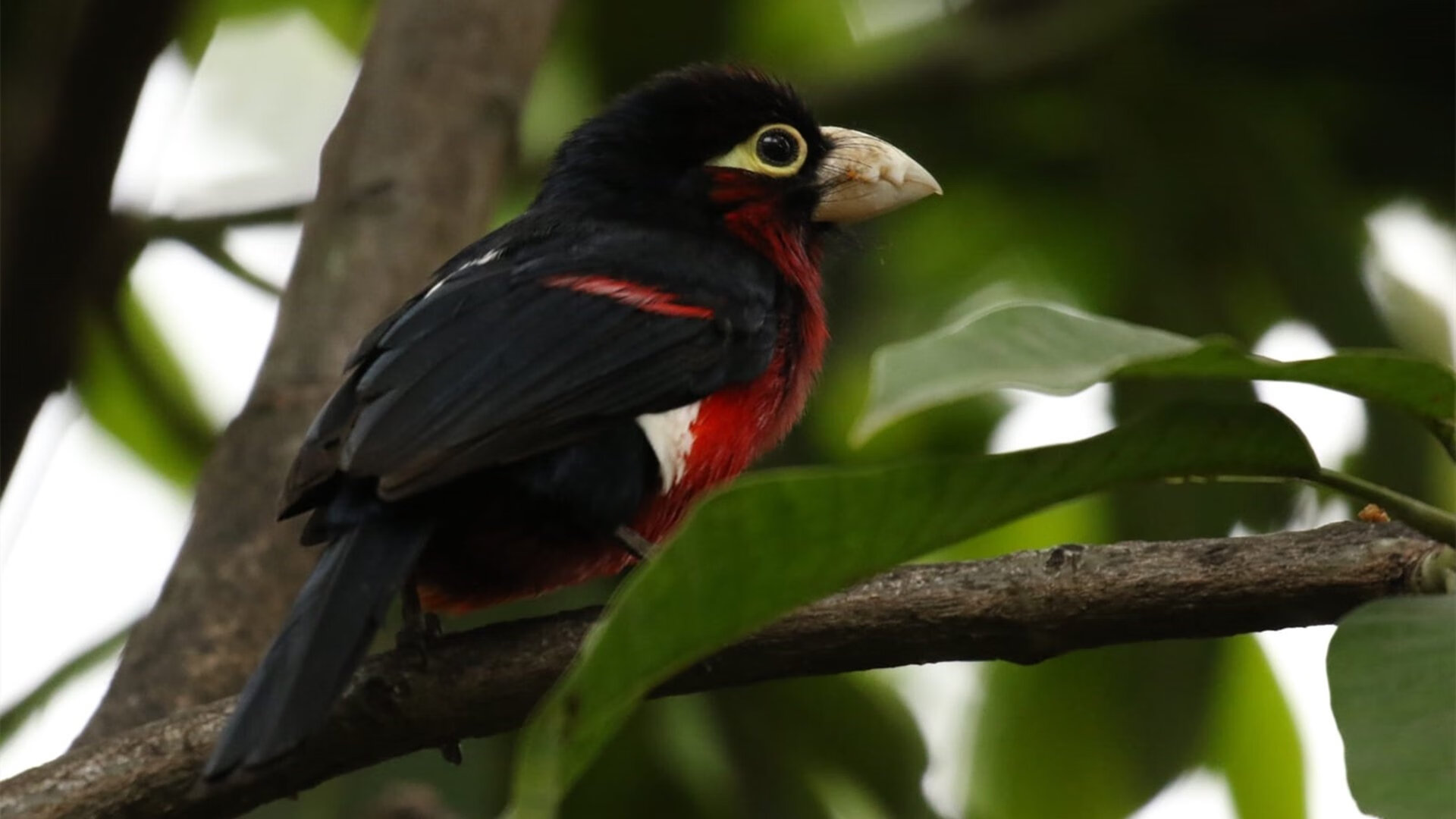 星光下的绝杀者，格列兹曼灼热状态与比利时队最后时刻的璀璨一击