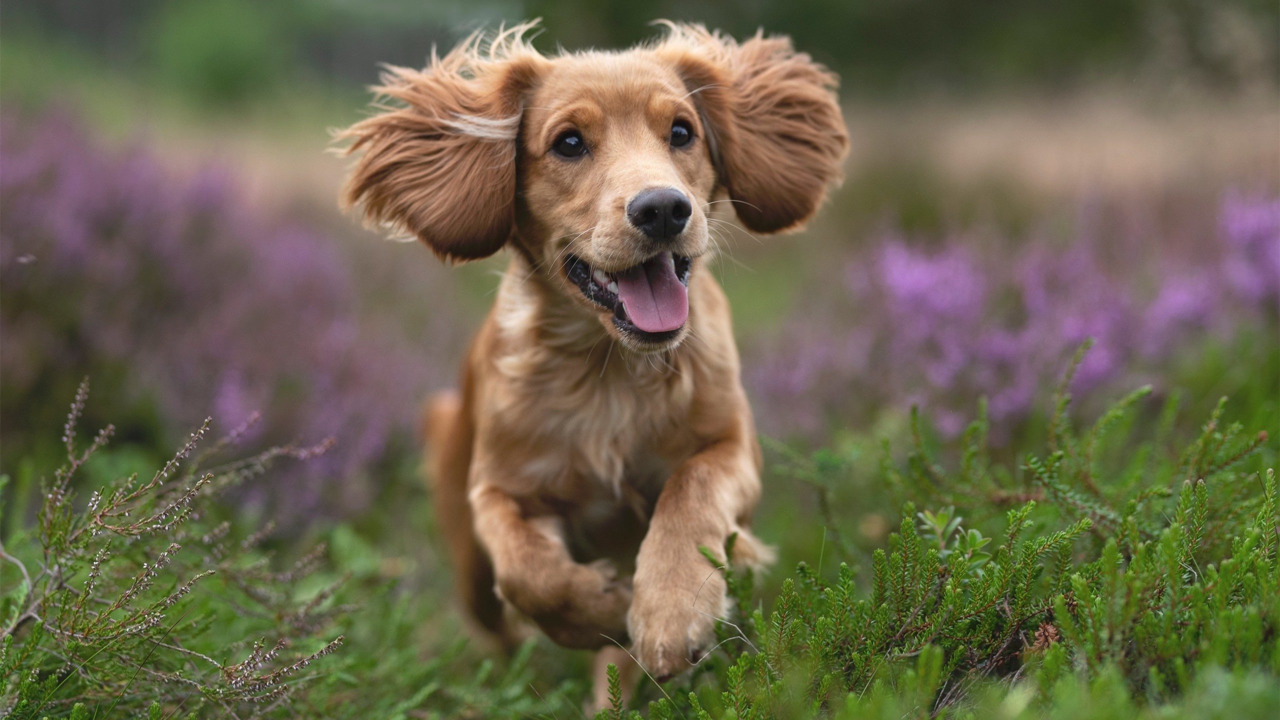 斗牛士的红色帷幕，本泽马惊艳四座，西班牙力量碾压AC米兰