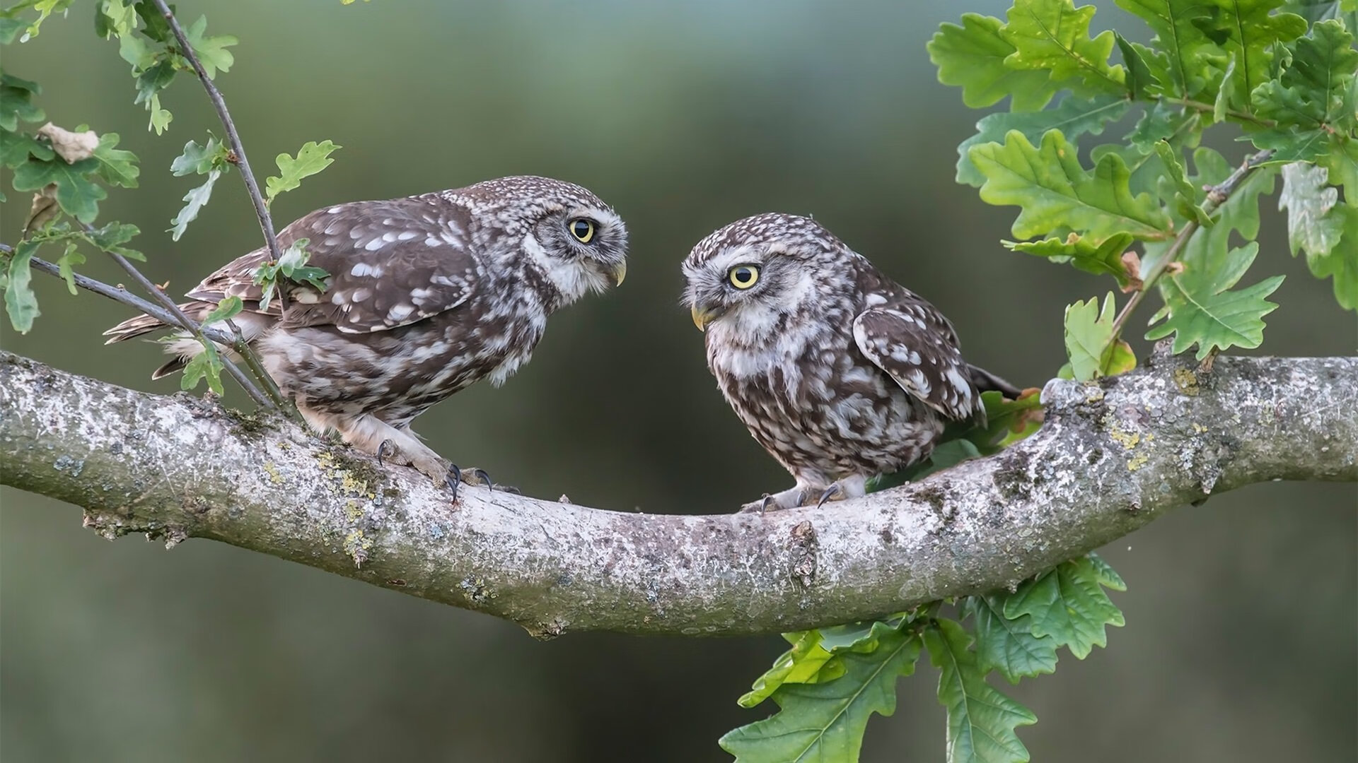 孤独的远征与团队的战歌，当鲁德在蒙特卡洛扛起全队的旗帜