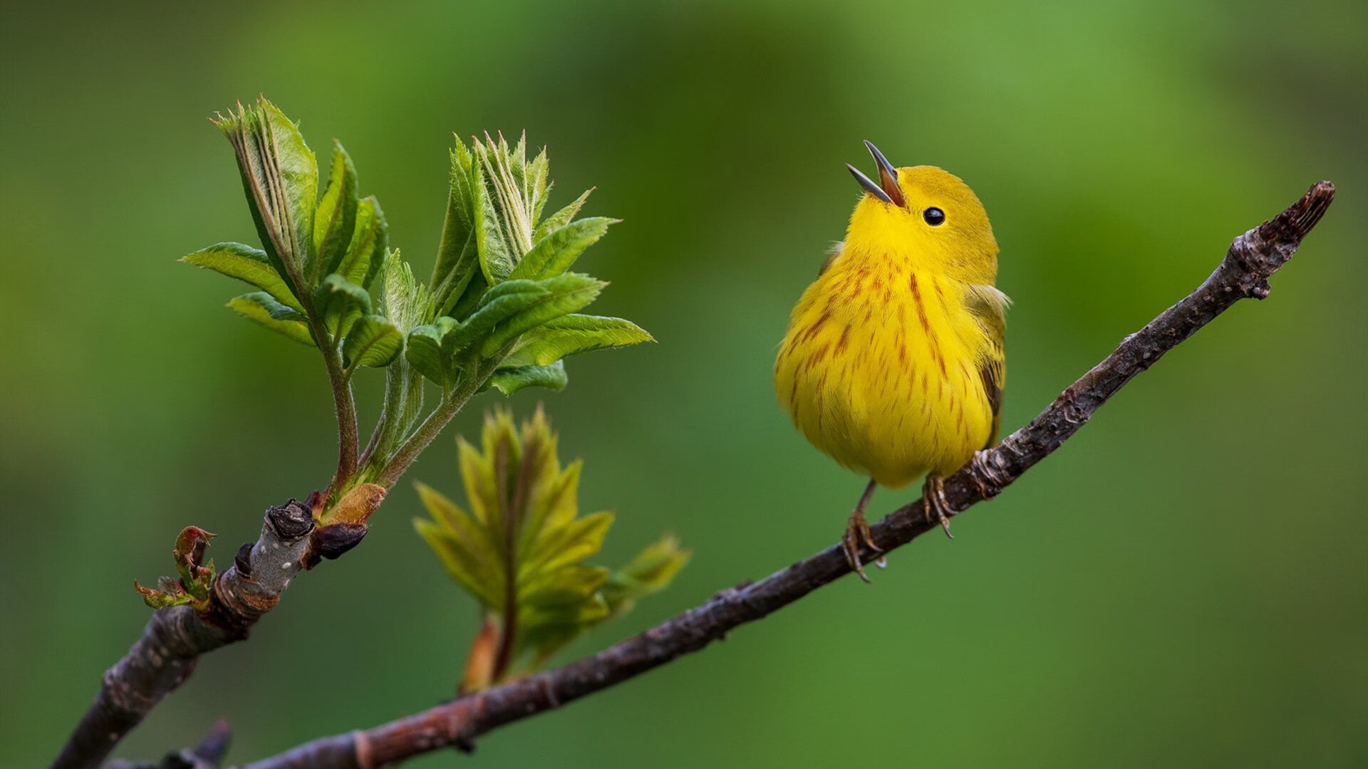 2026世界杯焦点战，76人加时鏖战取胜新疆队，篮球与足球的激情碰撞