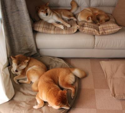 尼罗河风暴，当法老意志席卷东欧，奥利维耶独木擎天