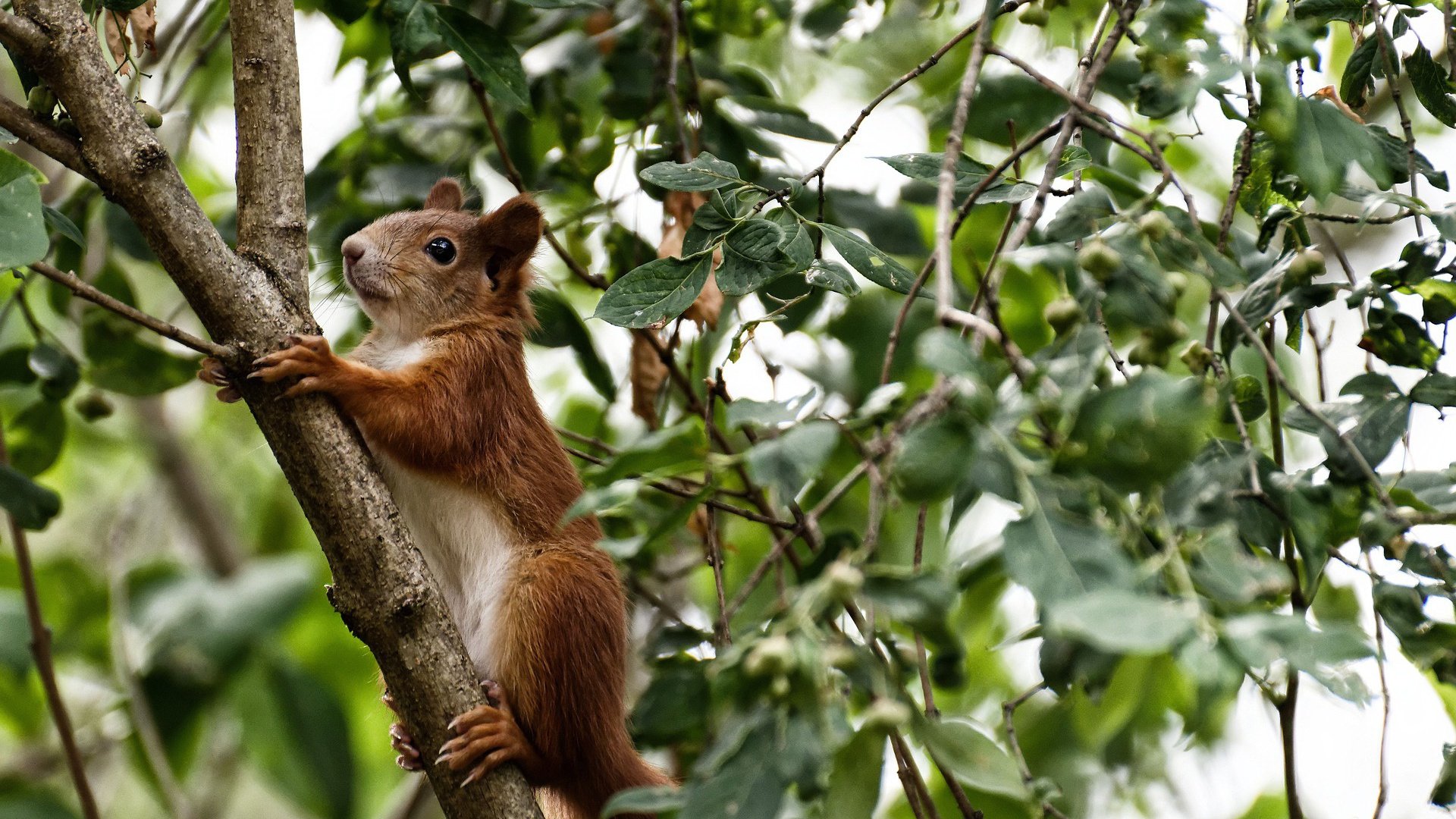 冰与火之歌，当鹈鹕飞越克利夫兰，詹姆斯镌刻历史