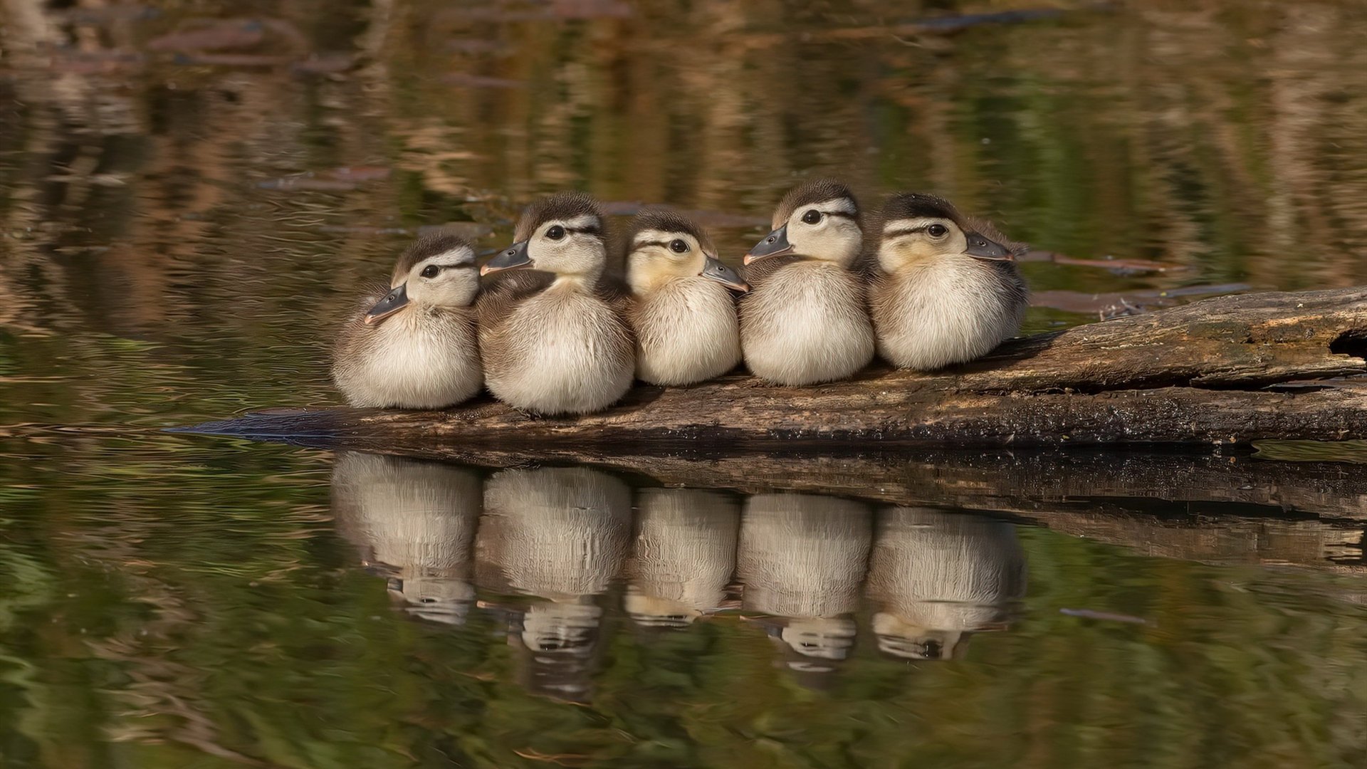 从历史逆转的受害者到奇迹创造者，2023年女排国家联赛的日加之战改写剧本
