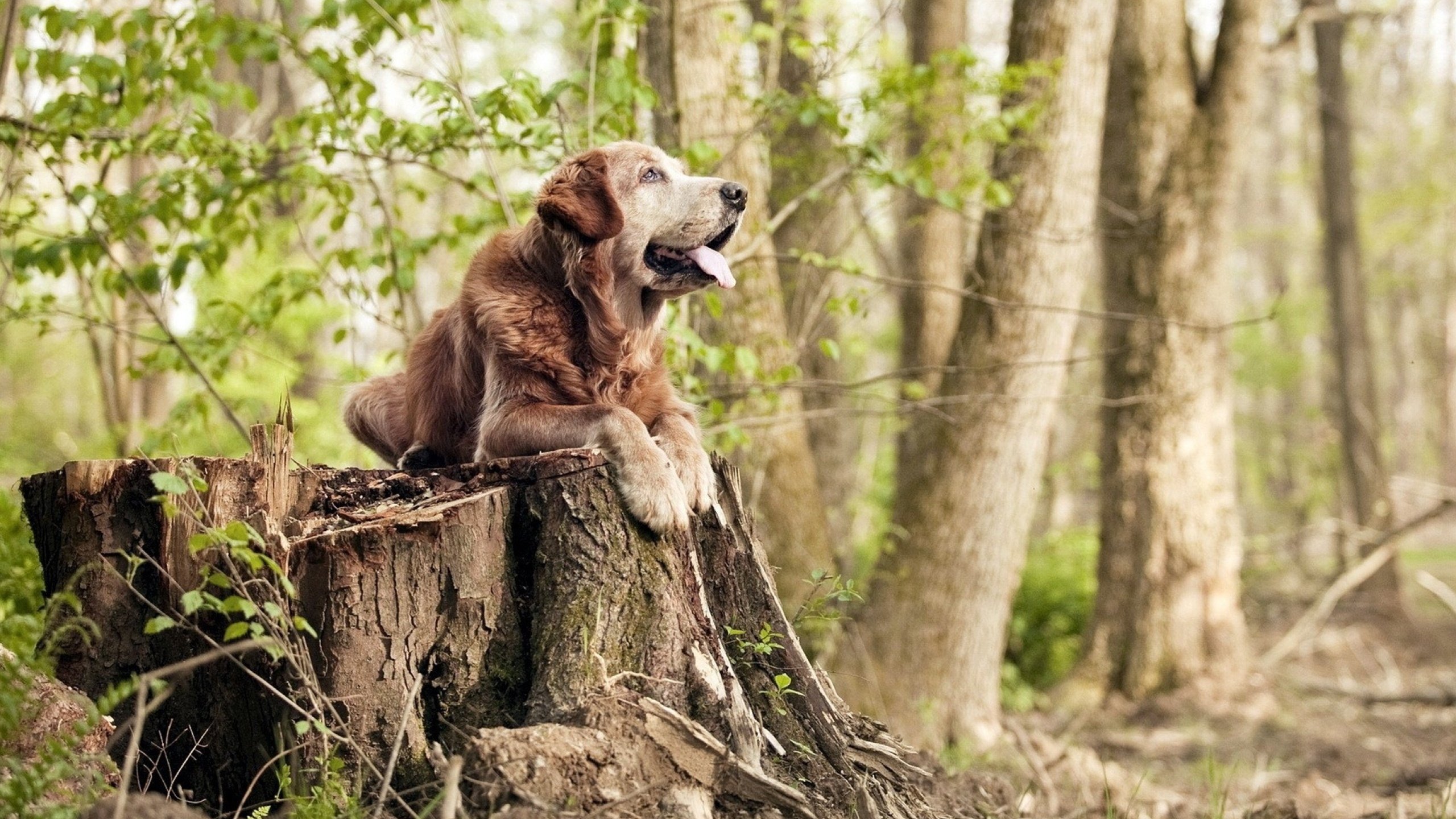 从历史逆转的受害者到奇迹创造者，2023年女排国家联赛的日加之战改写剧本