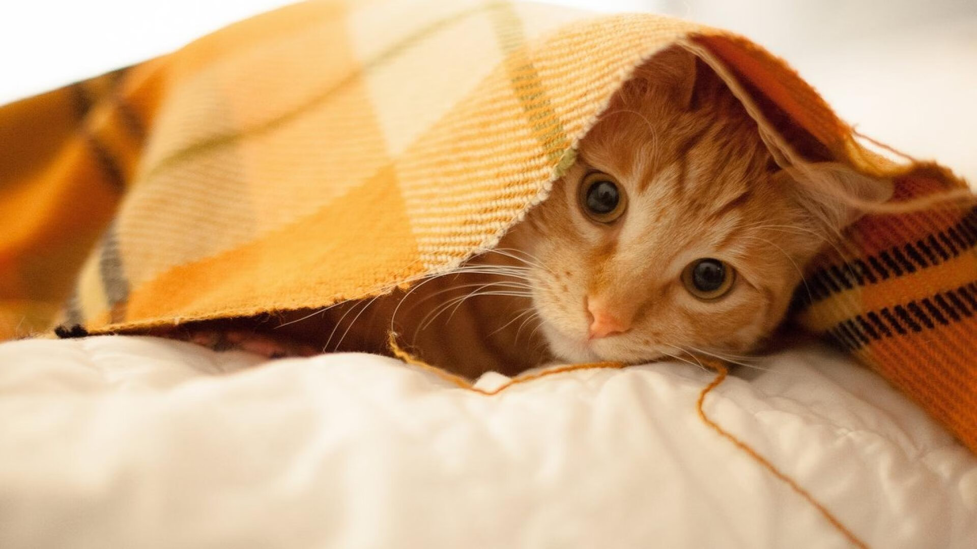 橙衣风暴席卷赛场，加克波神笔绘就胜利，郁金香完美压制武士之魂