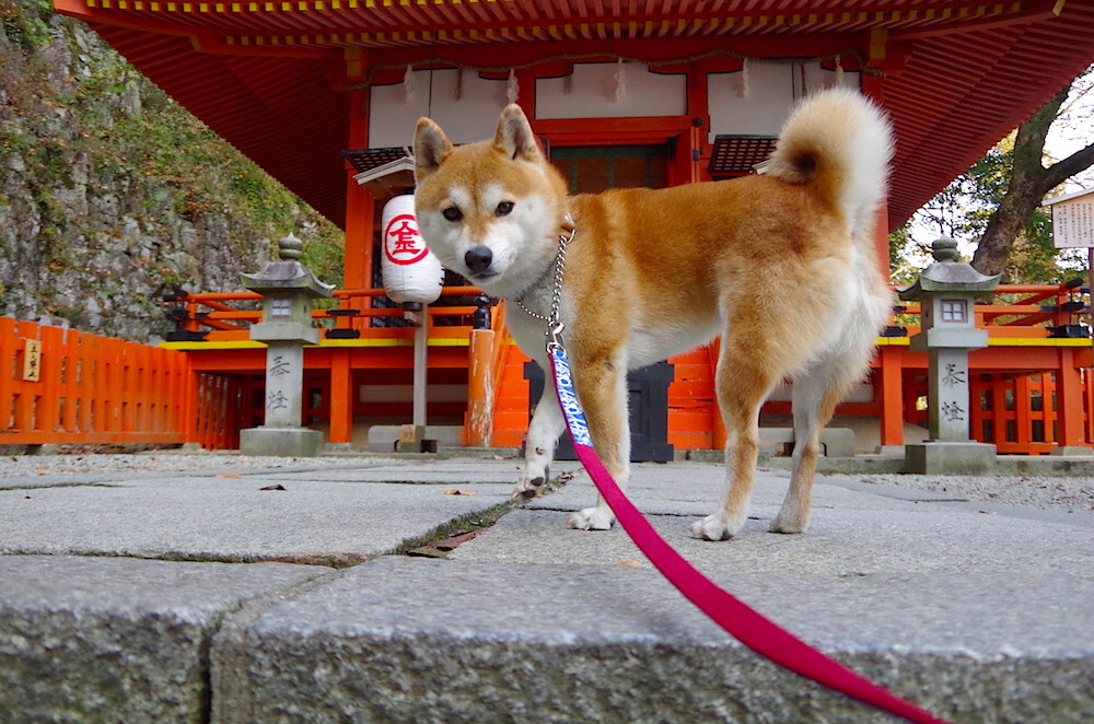 当哈利伯顿成为密尔沃基的战术原点，雄鹿正面击溃老鹰的深层密码