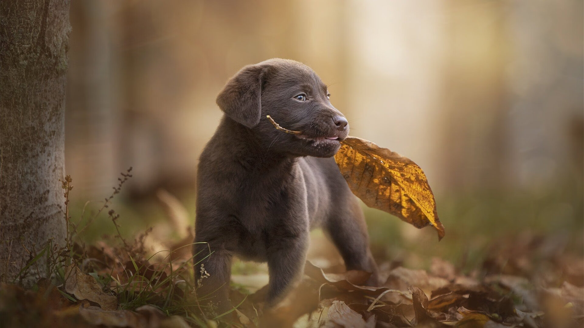 历史性跨越，奥运周期关键战，上海男篮硬仗击退爵士显底蕴