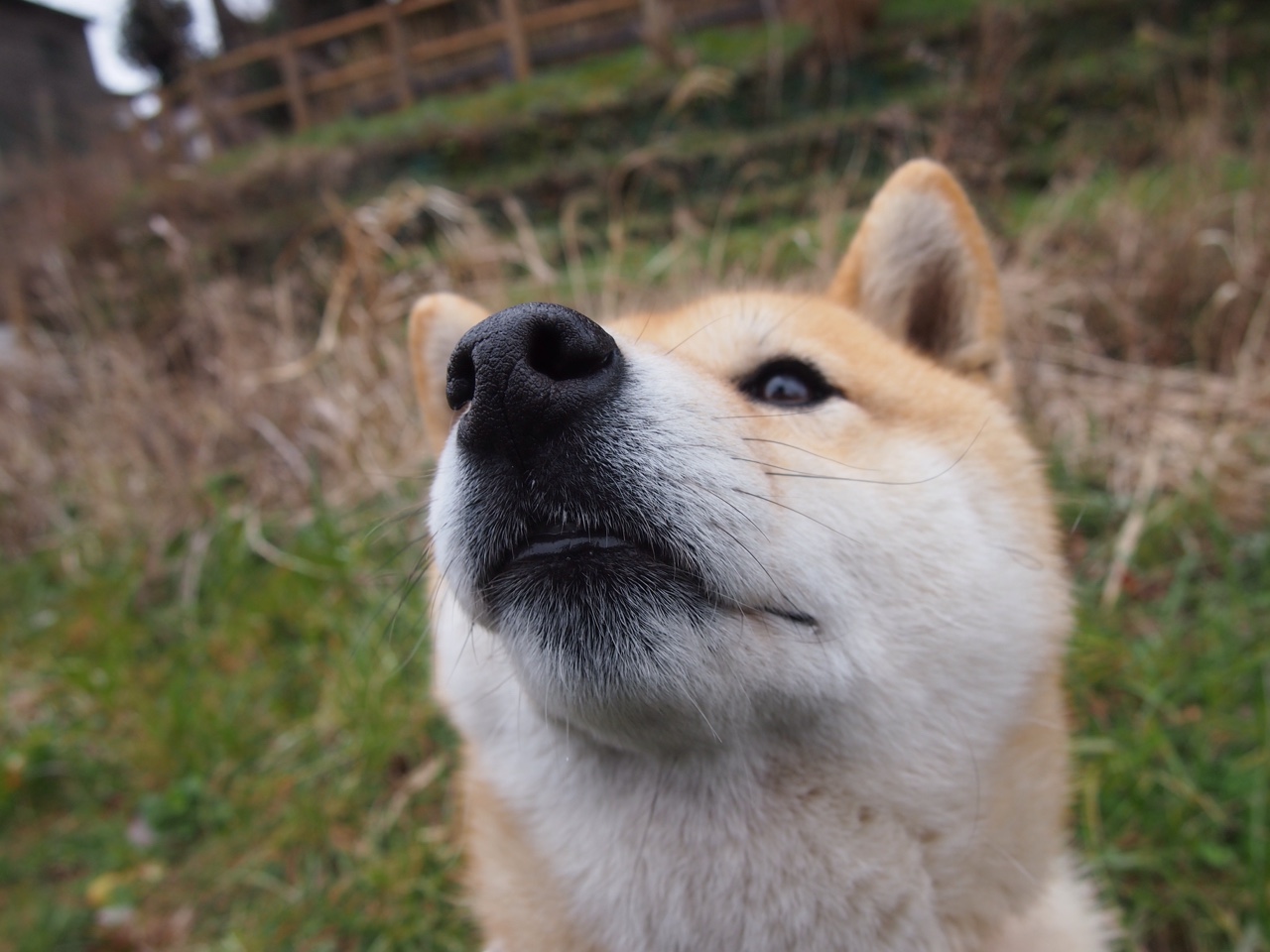 北欧风暴席卷沙漠之鹰，瑞典末节闪电战击溃伊拉克，2026世界杯焦点战惊心动魄
