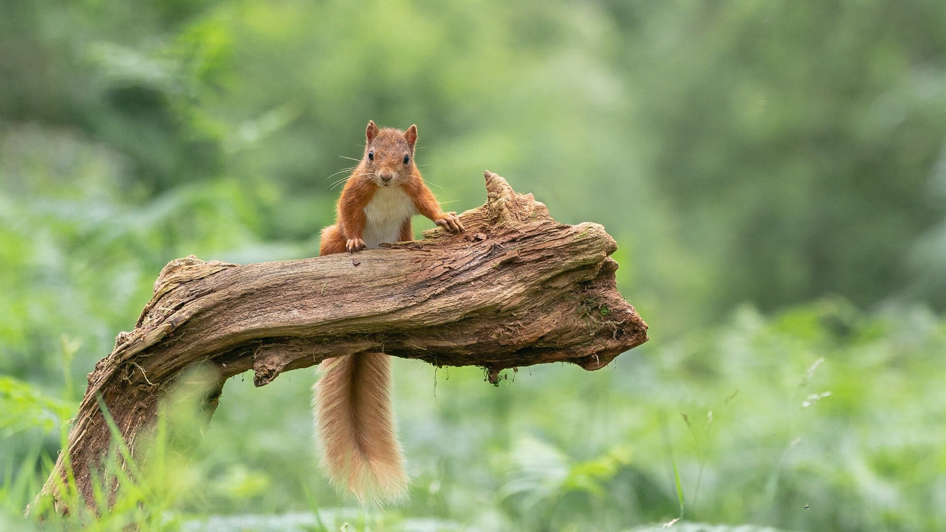 虚拟对决引爆全球，杰伦格林跨越太平洋的一击