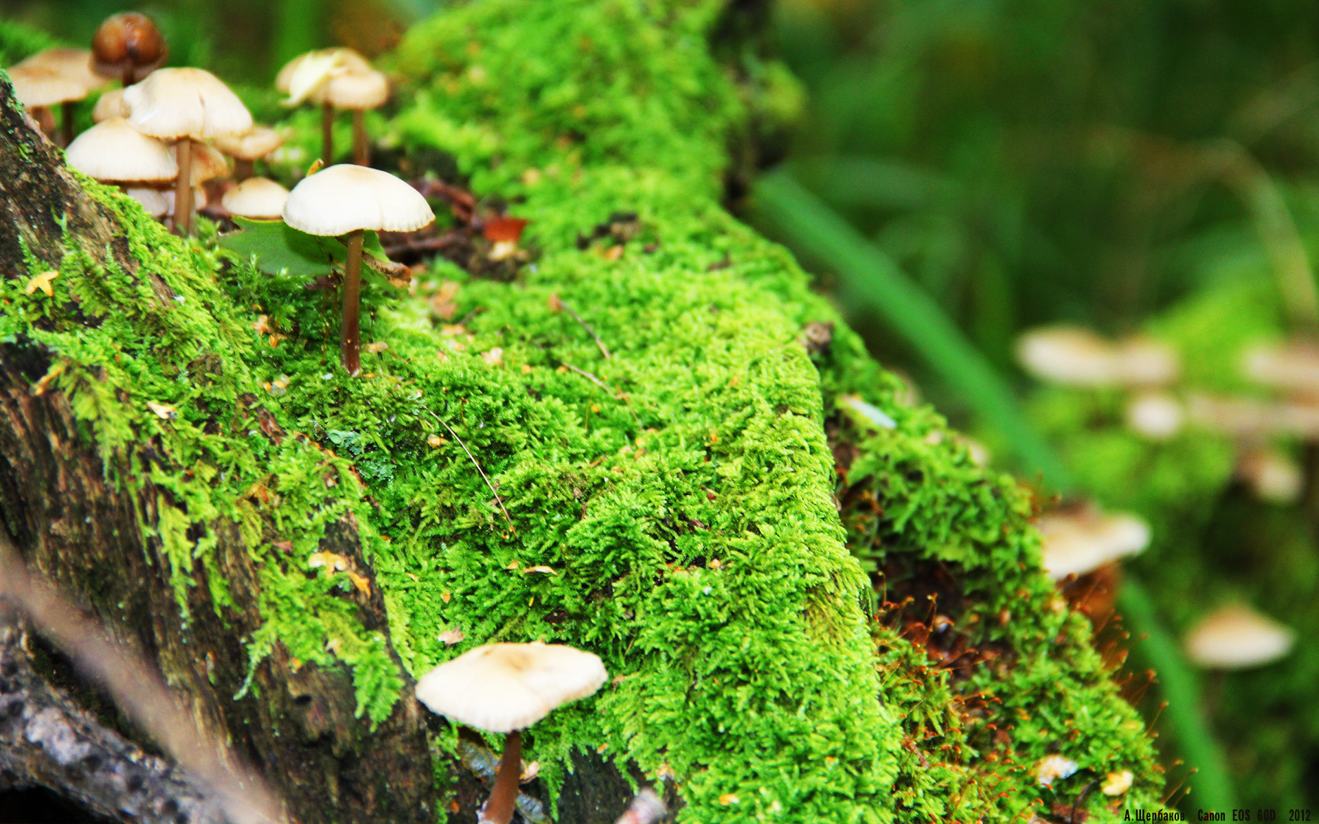 西亚卡姆爆发难救主!掘金团队防守如铁壁锁死76人