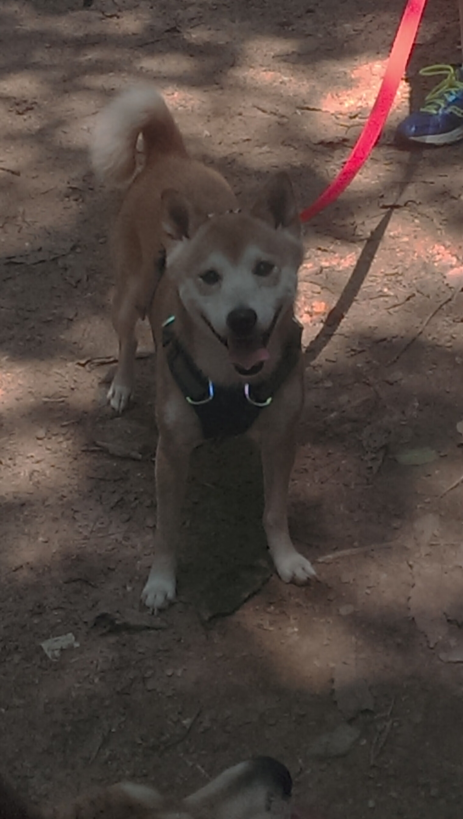 同一夜的足球辩证法,李刚仁爆发映照中国队生死战取胜加纳