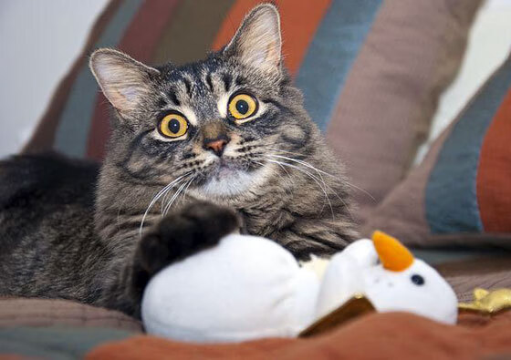 裁判哨响时,加勒比海的浪花终于停息,委内瑞拉的火力审判日