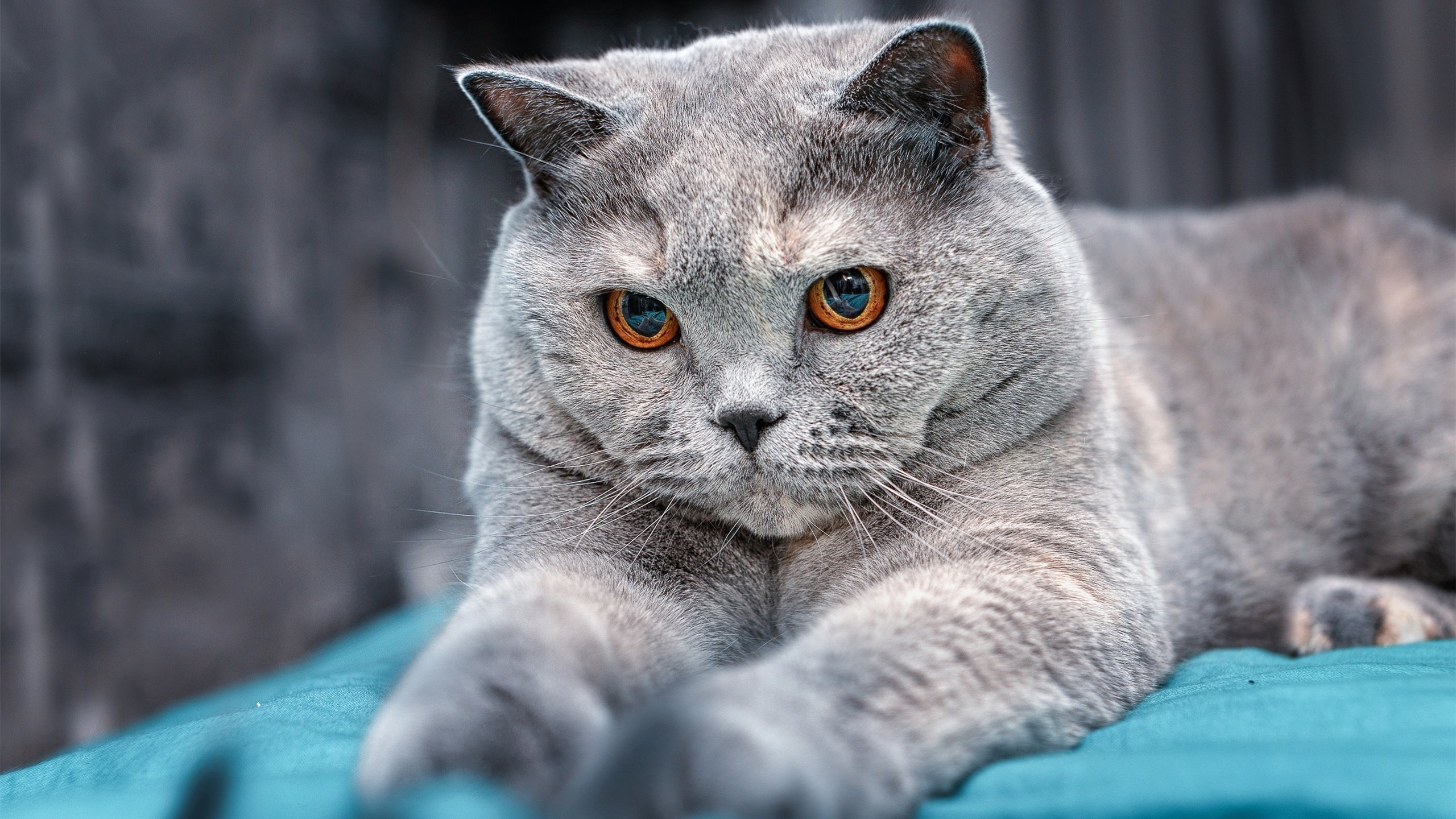 史诗级对撞!戈贝尔狂砍双20统治攻防,勇士鏖战吉林引爆跨时空篮球风暴