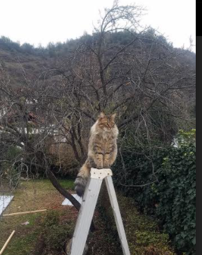 弦上风暴，保罗的篮球协奏曲，在焦点之夜定调