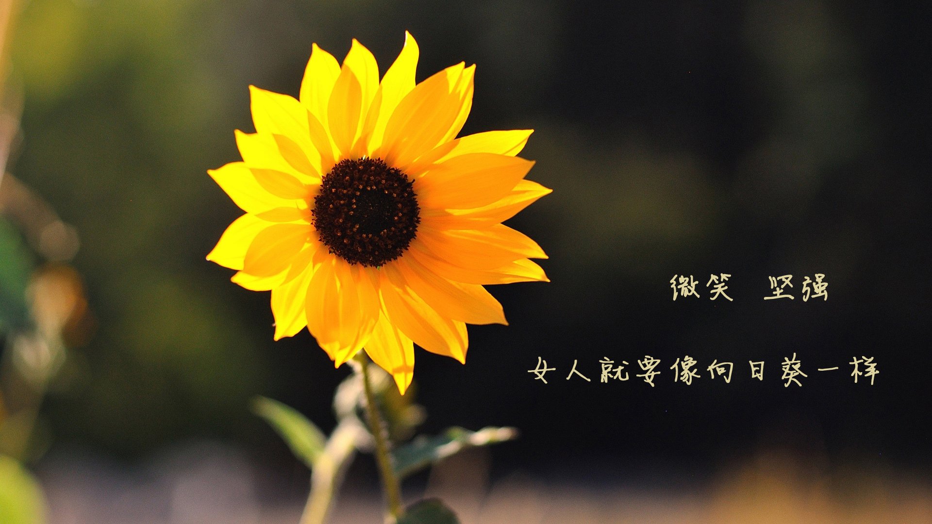 雨夜破盾!富安健洋一传一射定乾坤,西班牙单节狂澜击溃瑞士