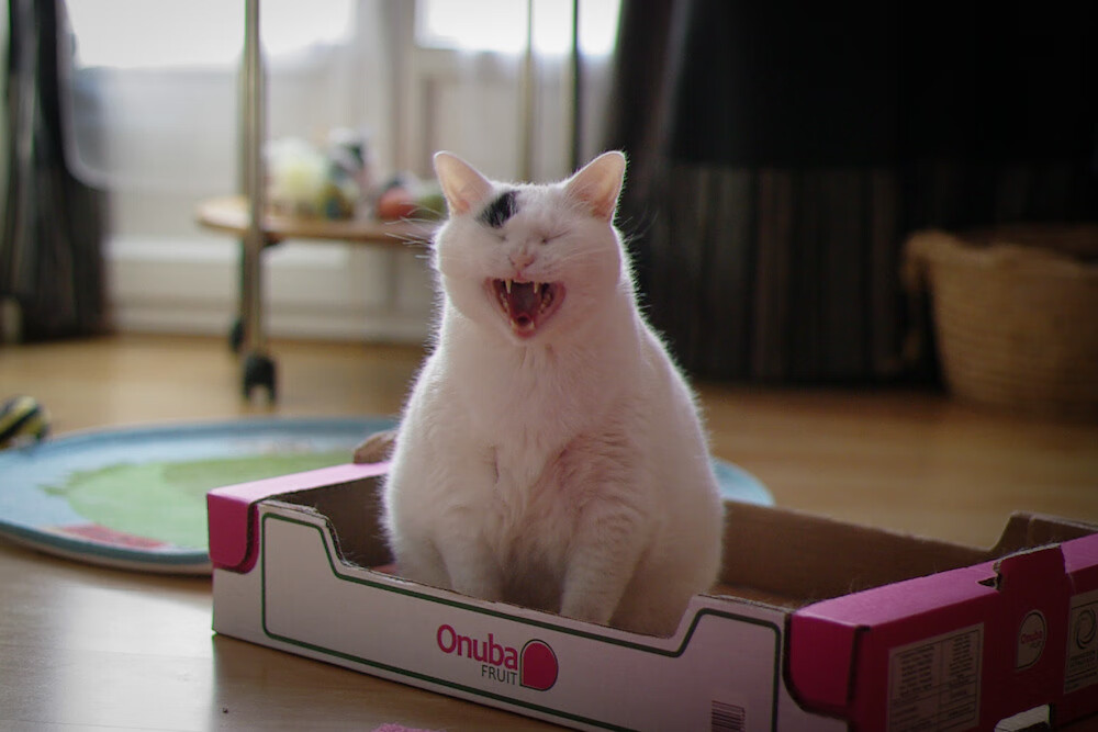 霍勒迪核爆式演出!轰生涯最高分撕裂鹈鹕防线森林狼团队铁壁合围,掀起青春风暴强势登顶