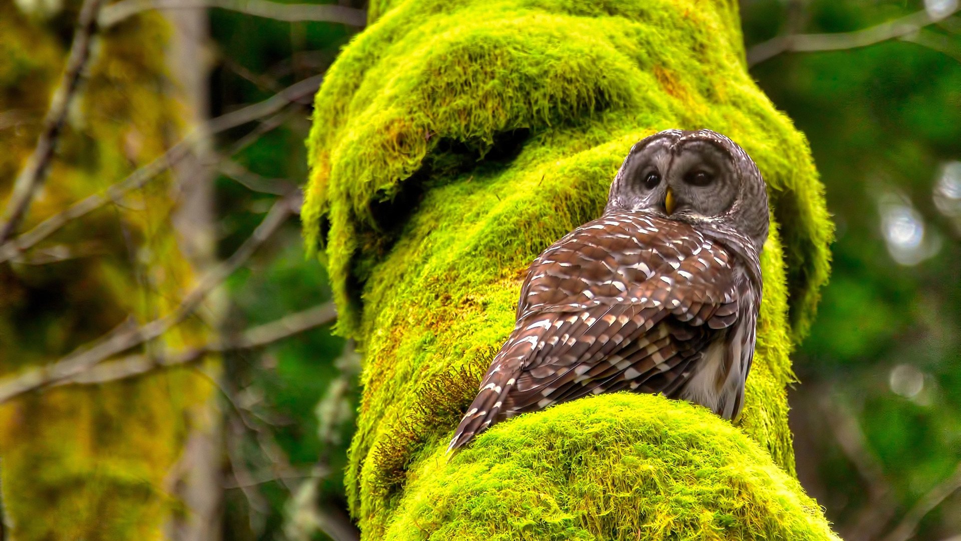 F1新赛季揭幕战焦点,牙买加与塞内加尔的速度对决