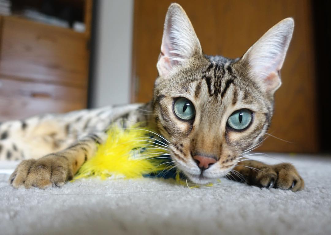 战术蓝图的交锋,巴拉圭如何用精密设计压制法国,迪马利亚打出统治级数据