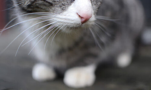 狼群吞噬太阳，切特·霍姆格伦如何用七尺臂展改写争冠叙事