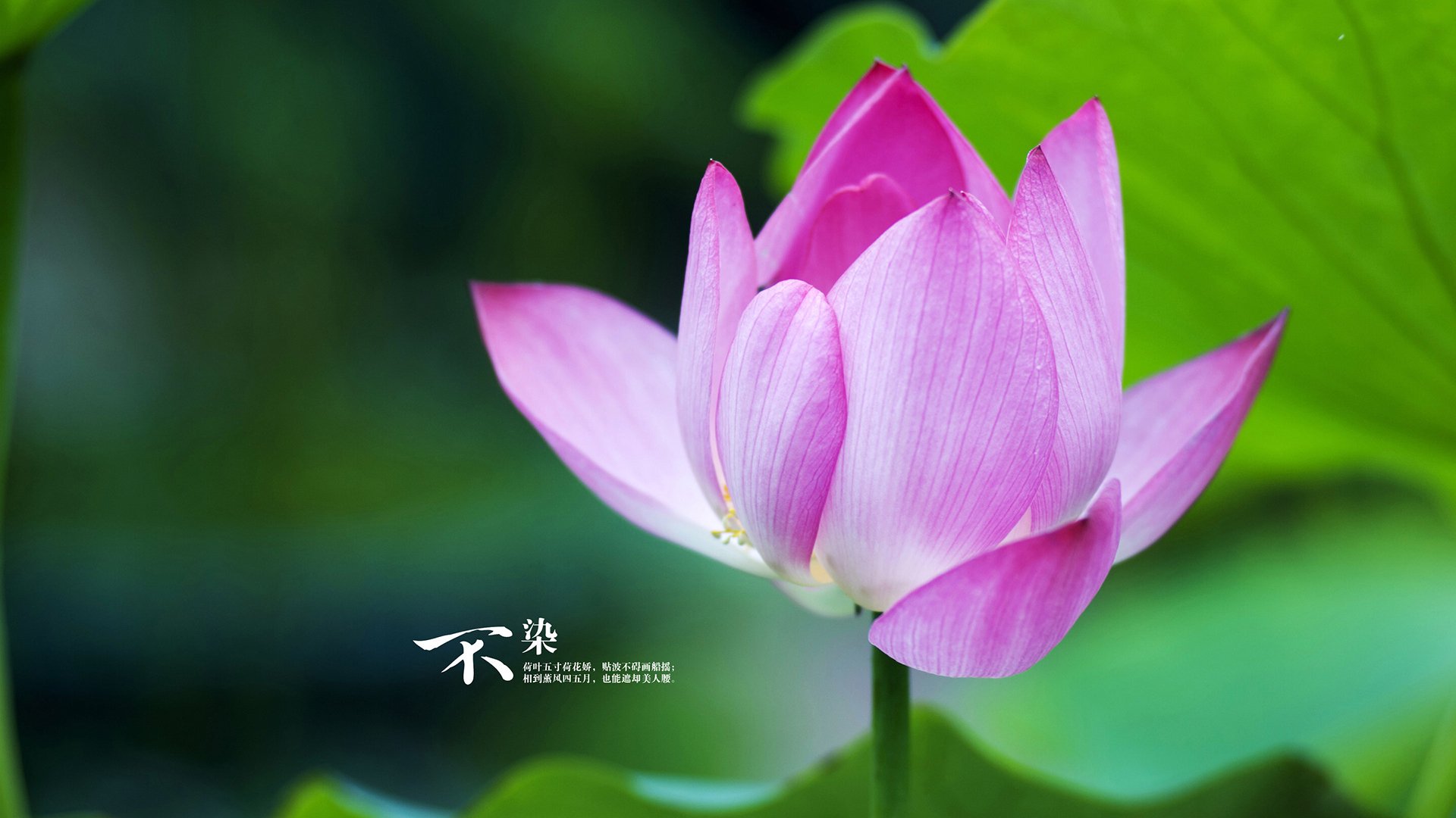 双星闪耀欧陆，尼日利亚新血硬撼尤文，戈麦斯英超独舞定争冠乾坤