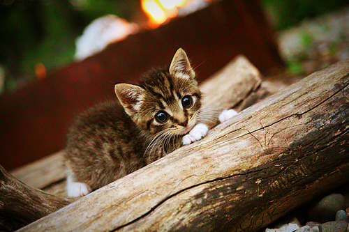 双线叙事，从CBA战术博弈到NBA巨星时刻—现代篮球的两种胜利哲学