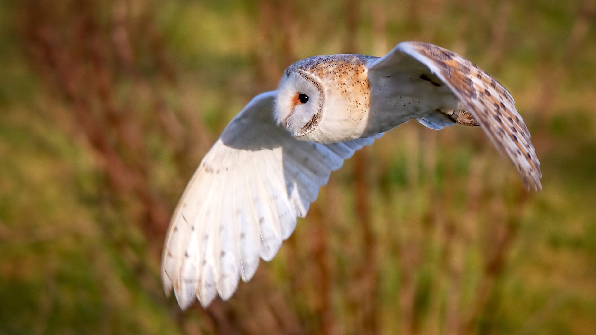 效率至上,从篮网的速胜到德罗赞的接管—当代竞技体育的终结者时刻