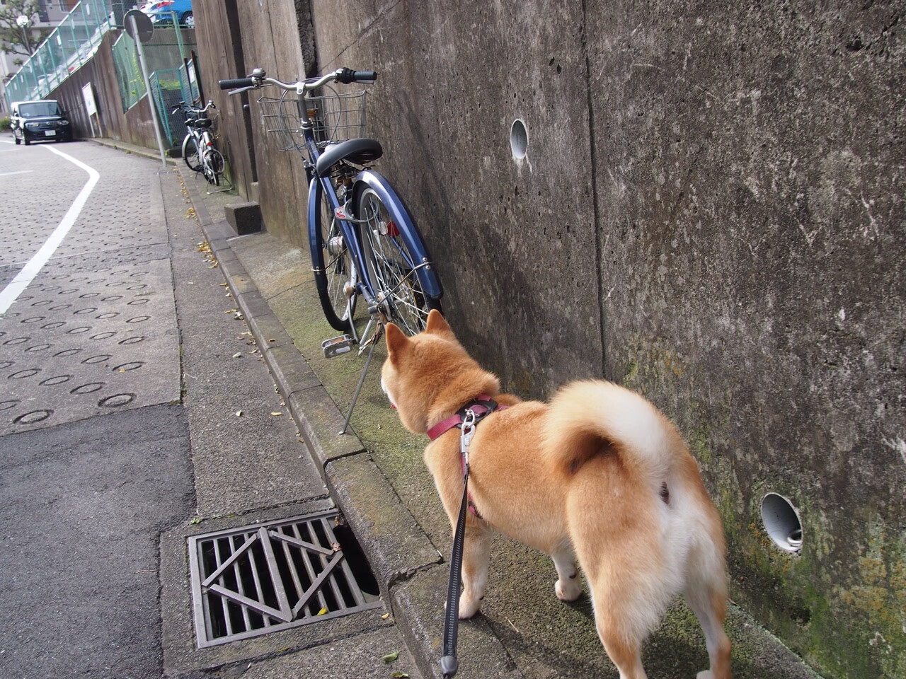 虚拟巅峰，当新疆飞虎遭遇北境之王
