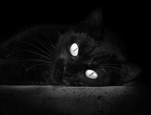 命运的重塑，突尼斯与沙特之战，迪亚斯的自我救赎