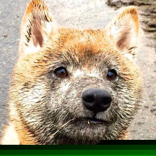 爱游戏娱乐-温度计失效的夜晚，当福克斯成为F1揭幕战的隐形指挥家