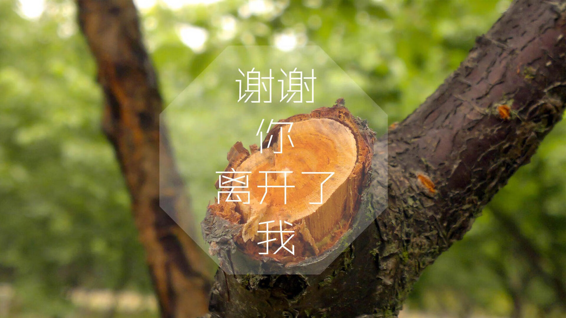 哈面孔下的风暴眼，当佩德里在2026年E组的绞杀战中，为葡萄牙点亮唯一航标